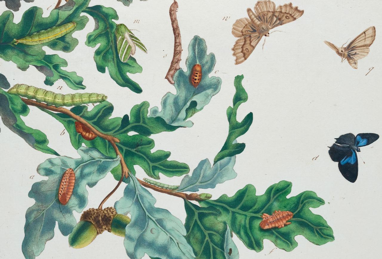 This is a rare, original first edition hand-colored engraving depicting the natural history of butterflies and moths, which is plate 10 from Moses Harris' publication 