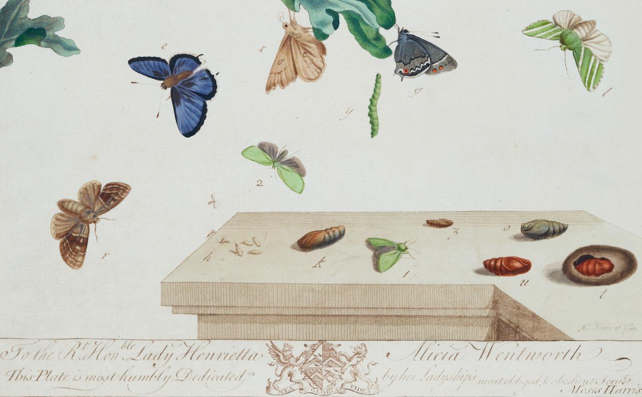 Papillons et papillons de nuit : A 1ère éd. Gravure colorée à la main du 18e siècle par M. Harris en vente 1