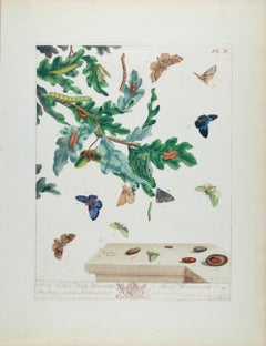 Papillons et papillons de nuit : A 1ère éd. Gravure colorée à la main du 18e siècle par M. Harris