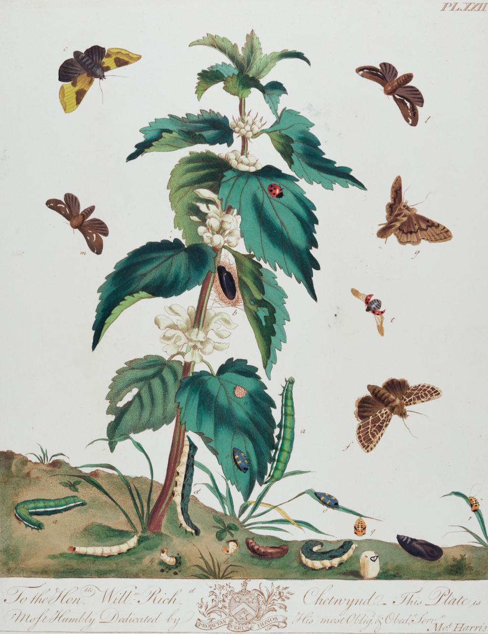 Natural History of Moths and a Beetle: A Hand-colored Engraving by Moses Harris For Sale 1
