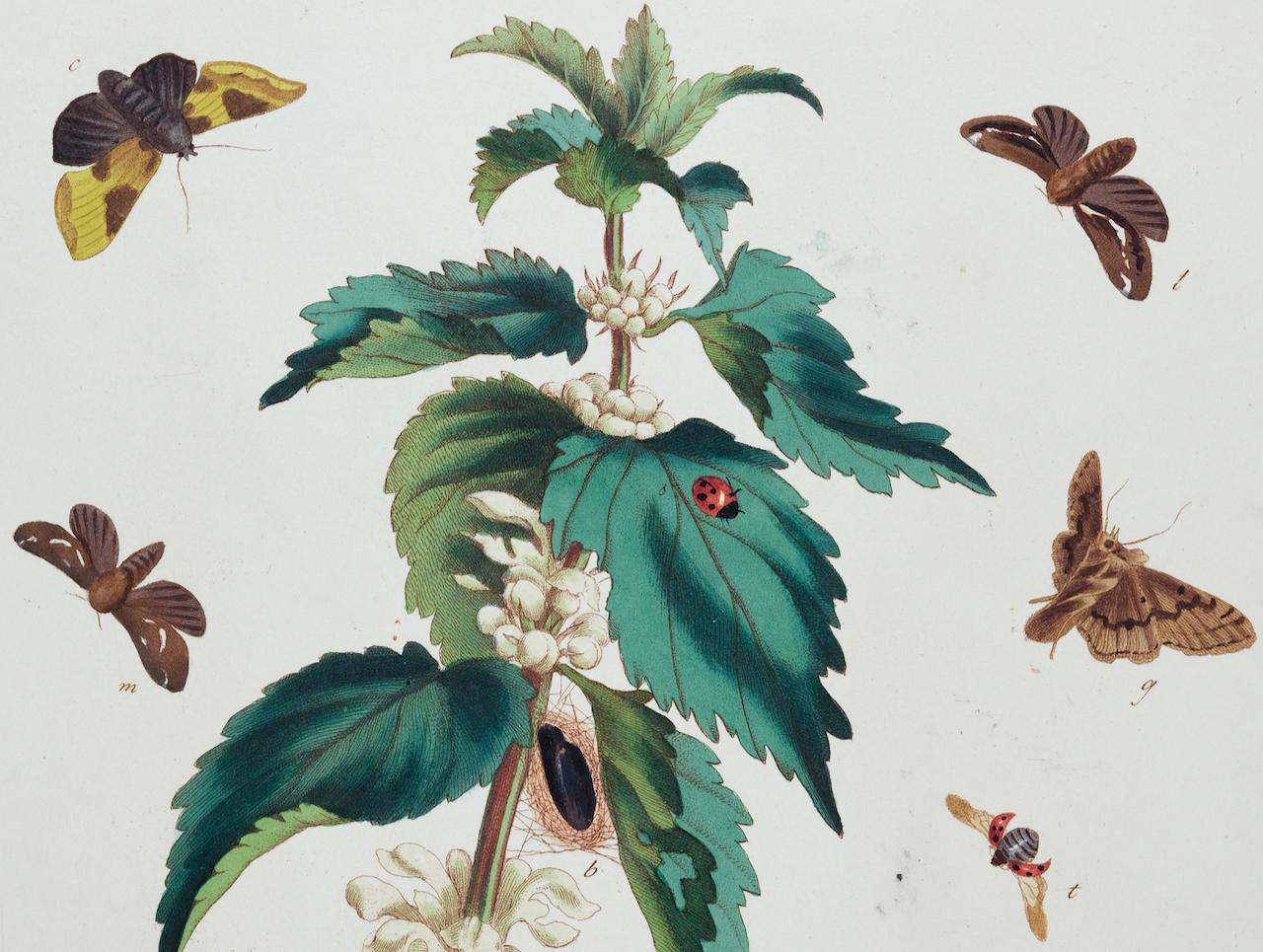 Histoire naturelle des moines et d'un scarabée : une gravure colorée à la main par Moses Harris en vente 2