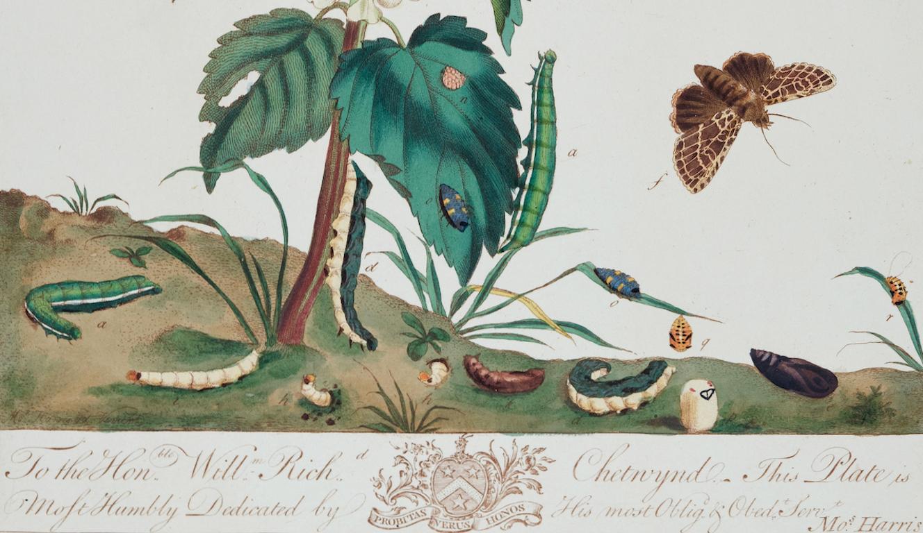Naturgeschichte von Moths und einem Käfern: Ein handkolorierter Kupferstich von Moses Harris im Angebot 3