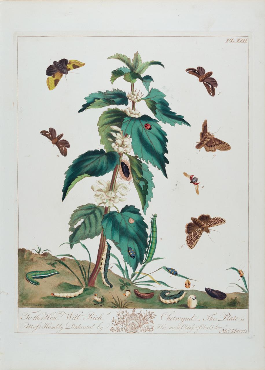 This is a hand-colored engraving depicting the natural history of moths and a beetle, which is plate 22 from Moses Harris' publication "The Aurelian: or Natural History of English Insects; Namely Moths & Butterflies", first published in London in
