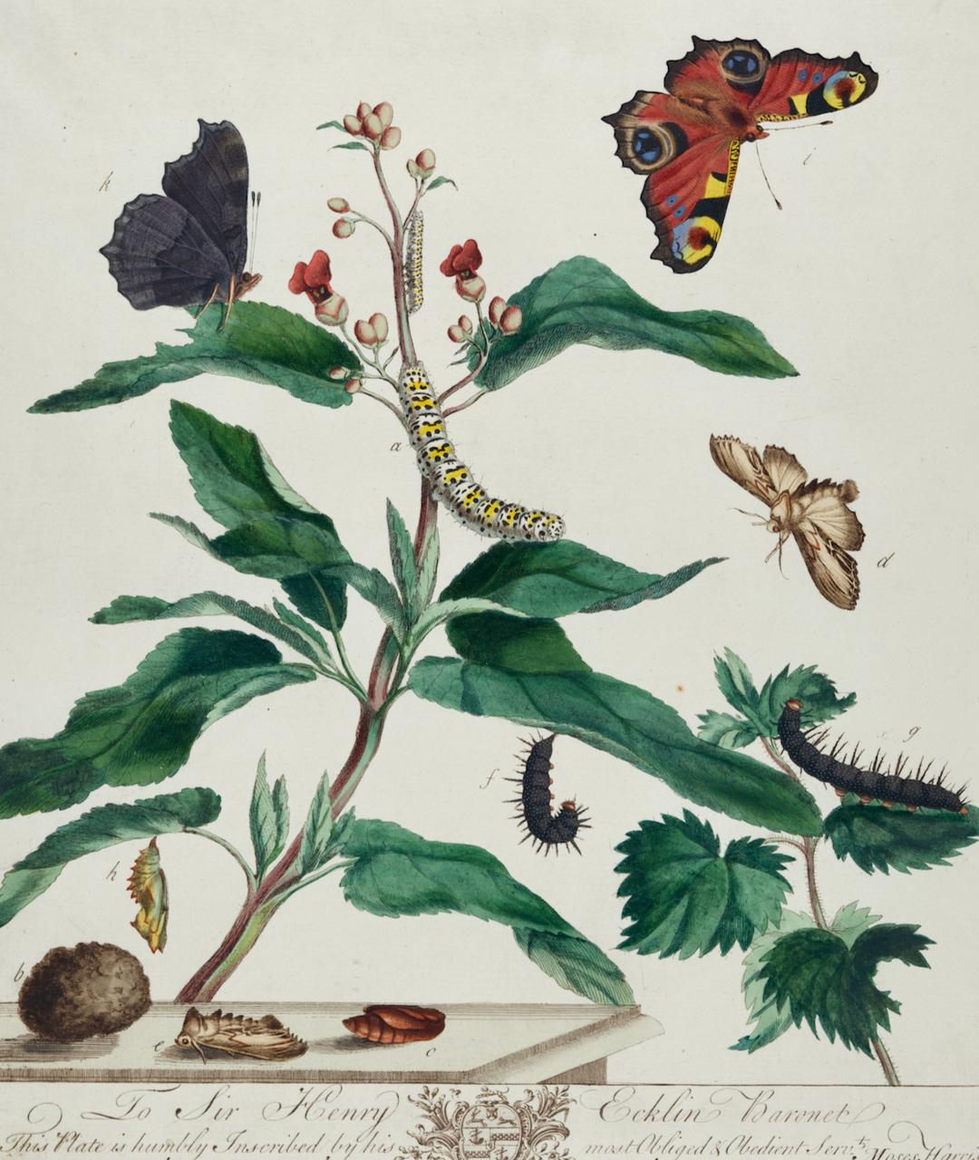Papillon de paon et papillon de nuit : A 1ère éd. Gravure colorée à la main du 18e siècle par M. Harris - Print de Moses Harris