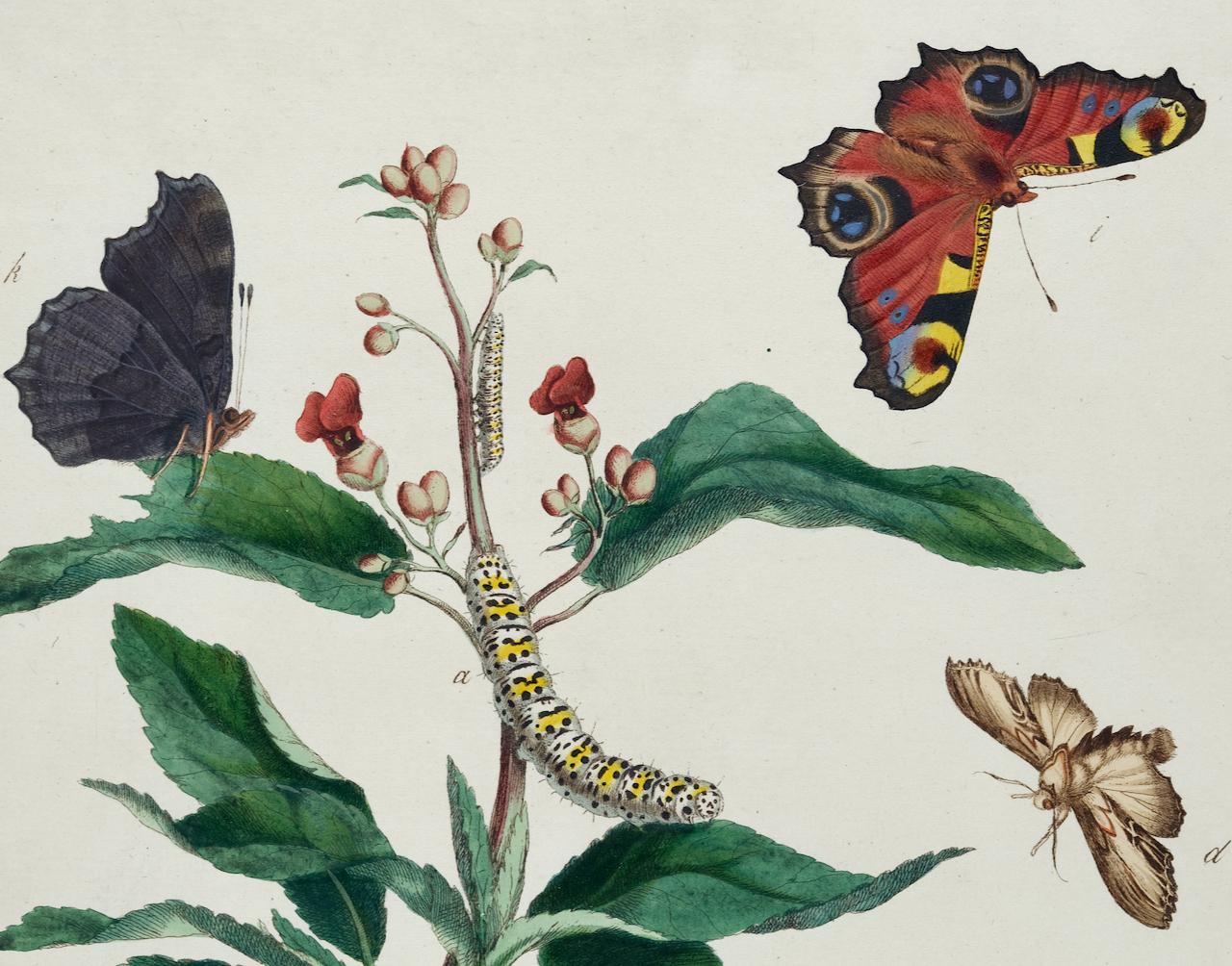 This is a rare, original first edition hand-colored engraving of Water Betony Moths and Peacock Butterflies, which is plate 8 from Moses Harris's publication 