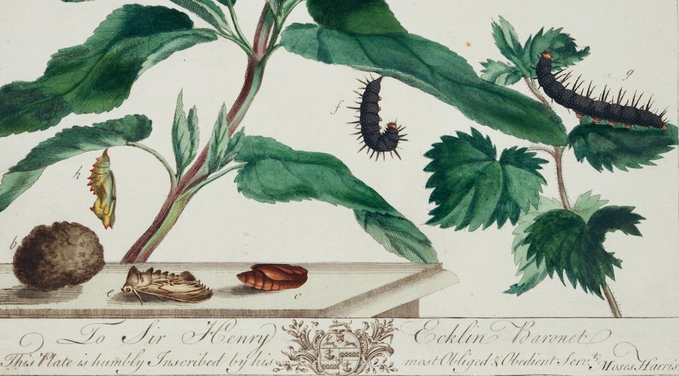 Tagpfauenauge Schmetterling & Nachtfalter: A 1st Ed. Handkolorierter Kupferstich aus dem 18. Jahrhundert von M. Harris im Angebot 1