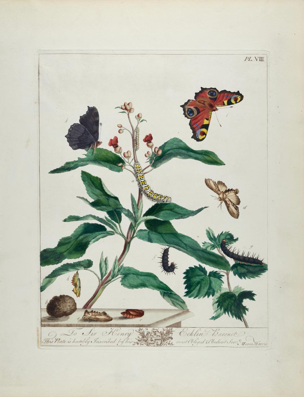 Moses Harris Landscape Print - Peacock Butterfly & Moth: A 1st Ed. Hand-colored 18th C. Engraving by M. Harris