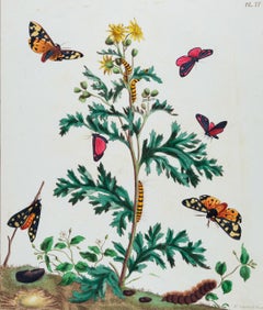 Moths in Their Natural Landscape: Antique Hand-colored Engraving by Moses Harris
