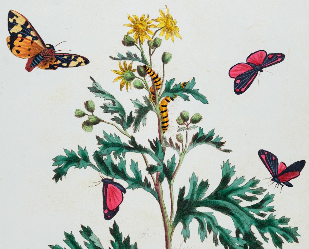 The Natural History of Moths: Ein antiker handkolorierter Kupferstich von Moses Harris im Angebot 2