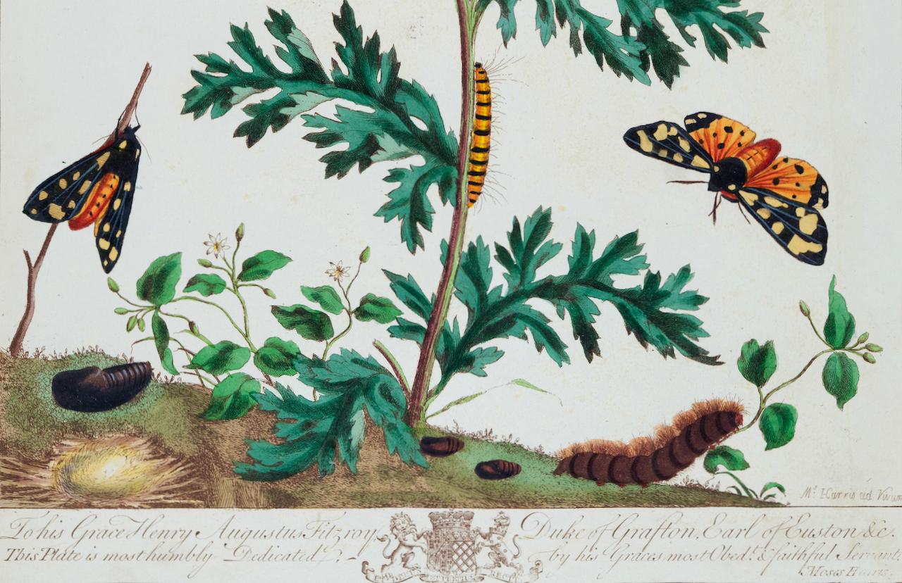 The Natural History of Moths: Ein antiker handkolorierter Kupferstich von Moses Harris im Angebot 3