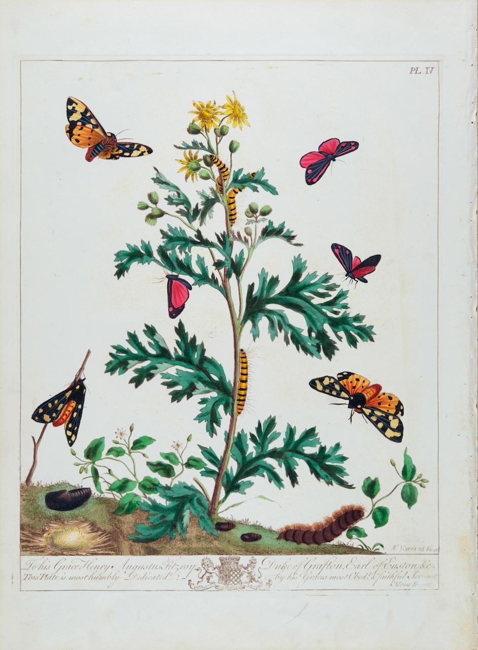 This is a hand-colored engraving depicting the natural history of Pinkunderwing Moths, Cream Spotted Tyger Moths, which is plate 4 from Moses Harris' publication "The Aurelian: or Natural History of English Insects; Namely Moths & Butterflies",