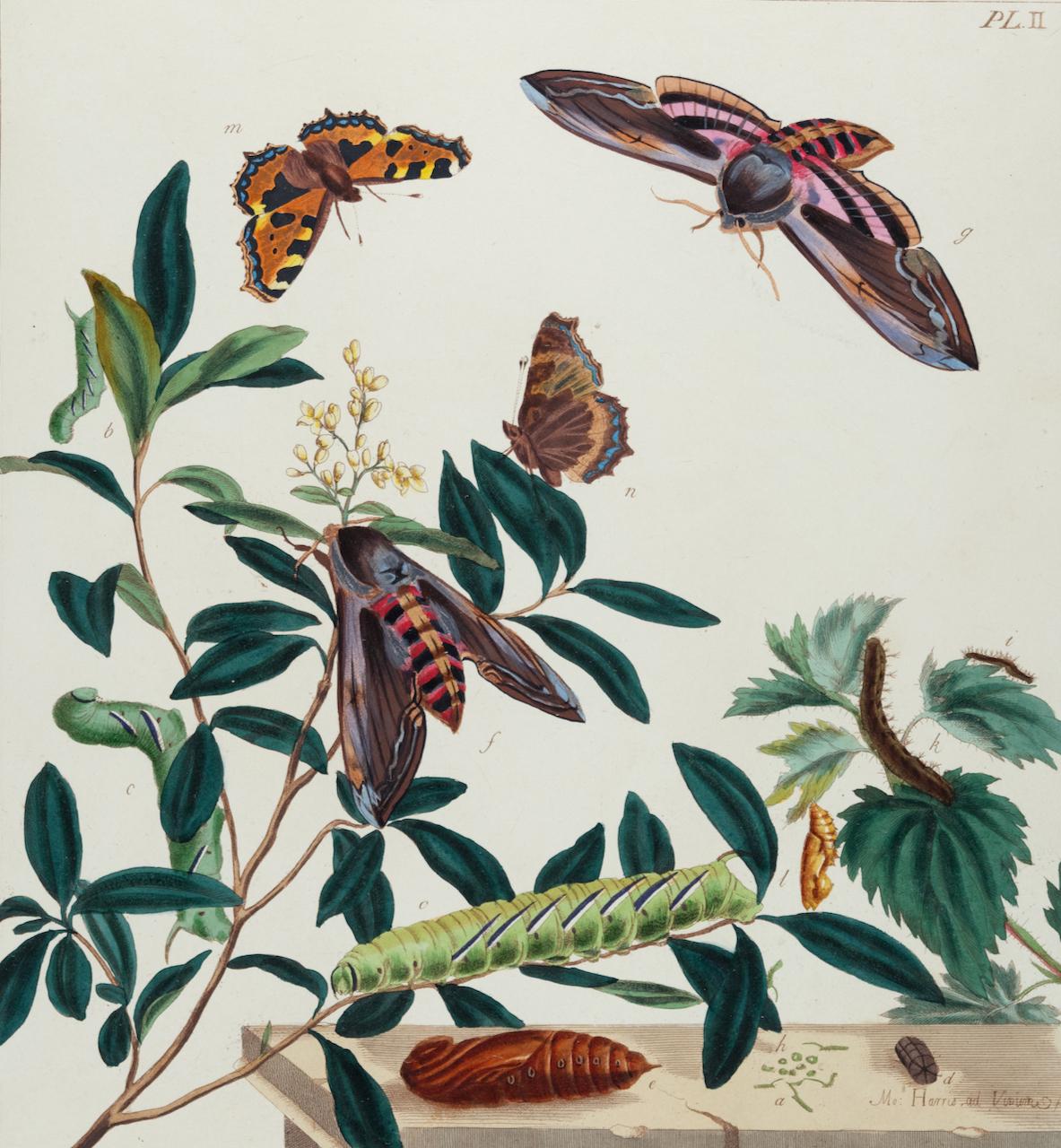 Schildpatt-Schmetterling, Hawk Moth: Antike handkolorierte Gravur von M. Harris – Print von Moses Harris