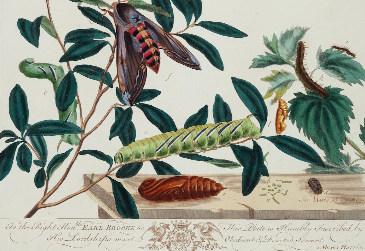 This is a hand-colored antique engraving depicting the natural history of the Privet Hawk Moth, Tortoise-shell Butterfly, which is plate 2 from Moses Harris' publication 