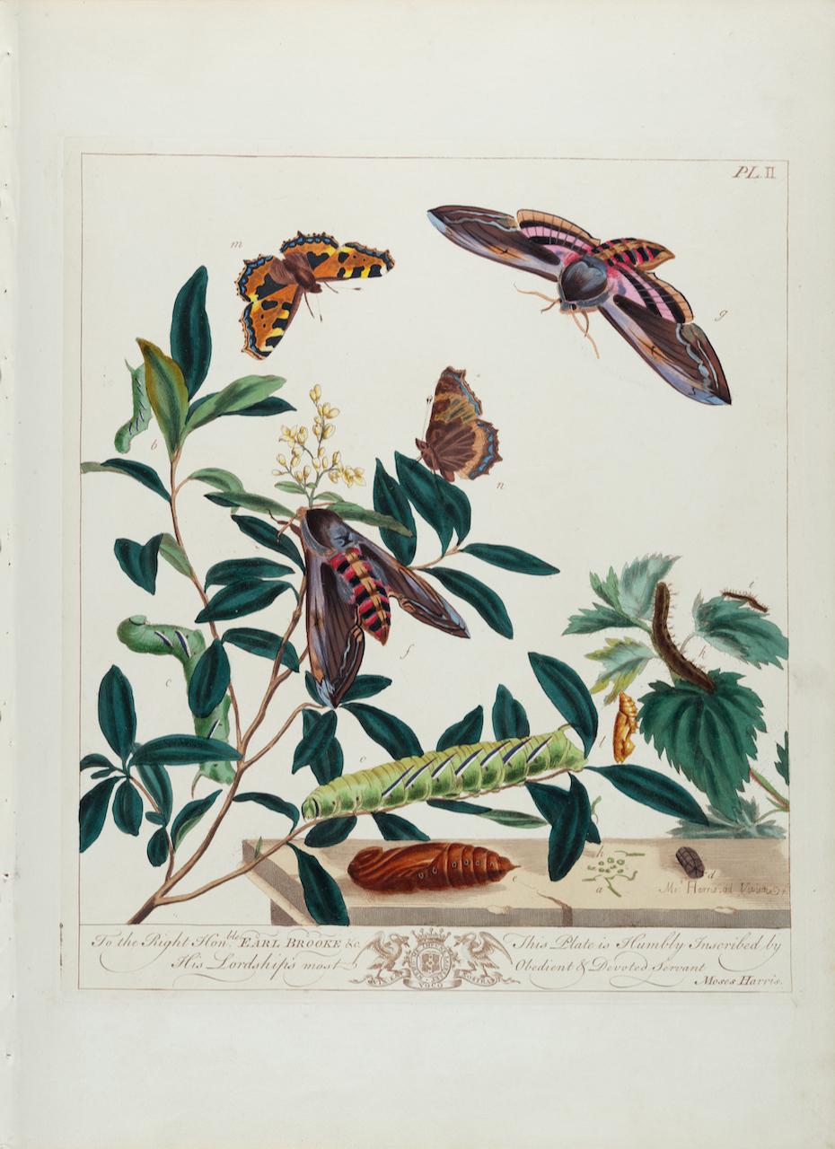 Moses Harris Landscape Print - Tortoise-shell Butterfly, Hawk Moth: Antique Hand-colored Engraving by M. Harris