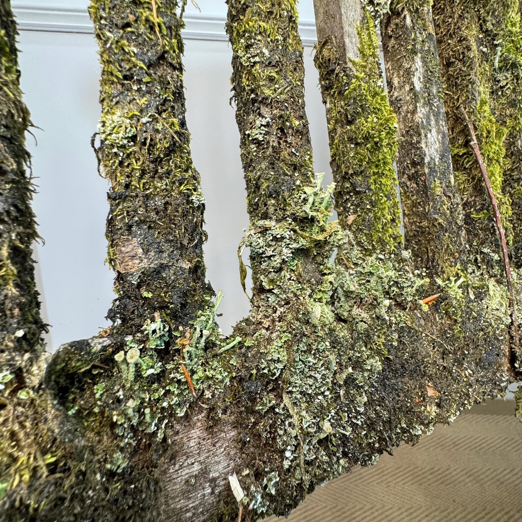 English Moss Covered Garden Bench For Sale