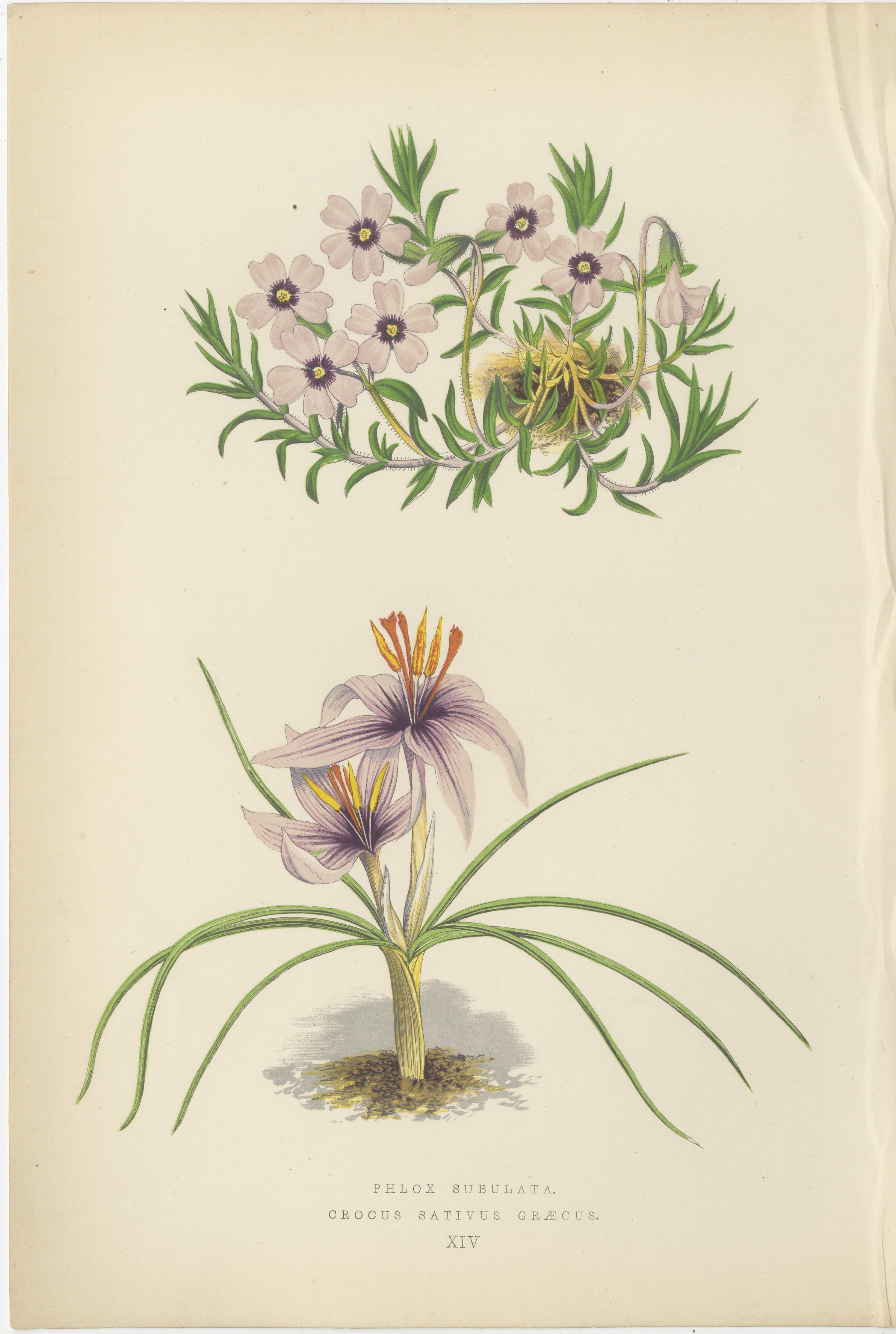 Moos Phlox und Griechischer Safran Krokus handkolorierter botanischer Druck 1874

Dieser elegante handkolorierte botanische Druck aus dem Jahr 1874 zeigt zwei zarte und farbenfrohe Alpenpflanzen, Phlox subulata und Crocus sativus graecus. Es wurde