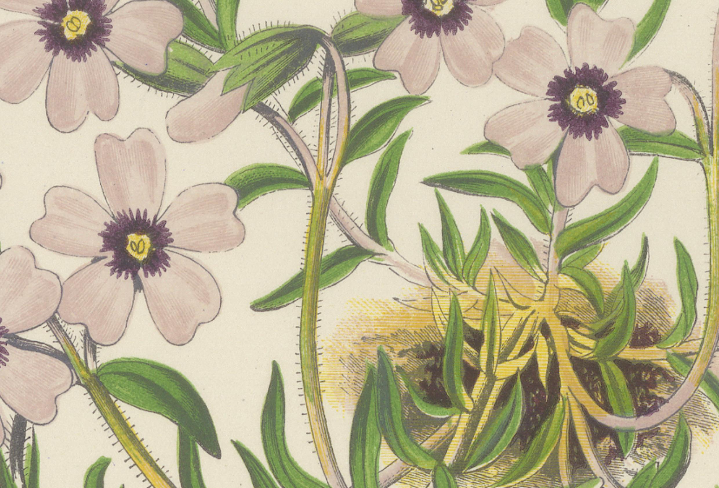 Moos Phlox und Griechischer Safran Krokus handkolorierter botanischer Druck 1874 im Zustand „Gut“ im Angebot in Langweer, NL