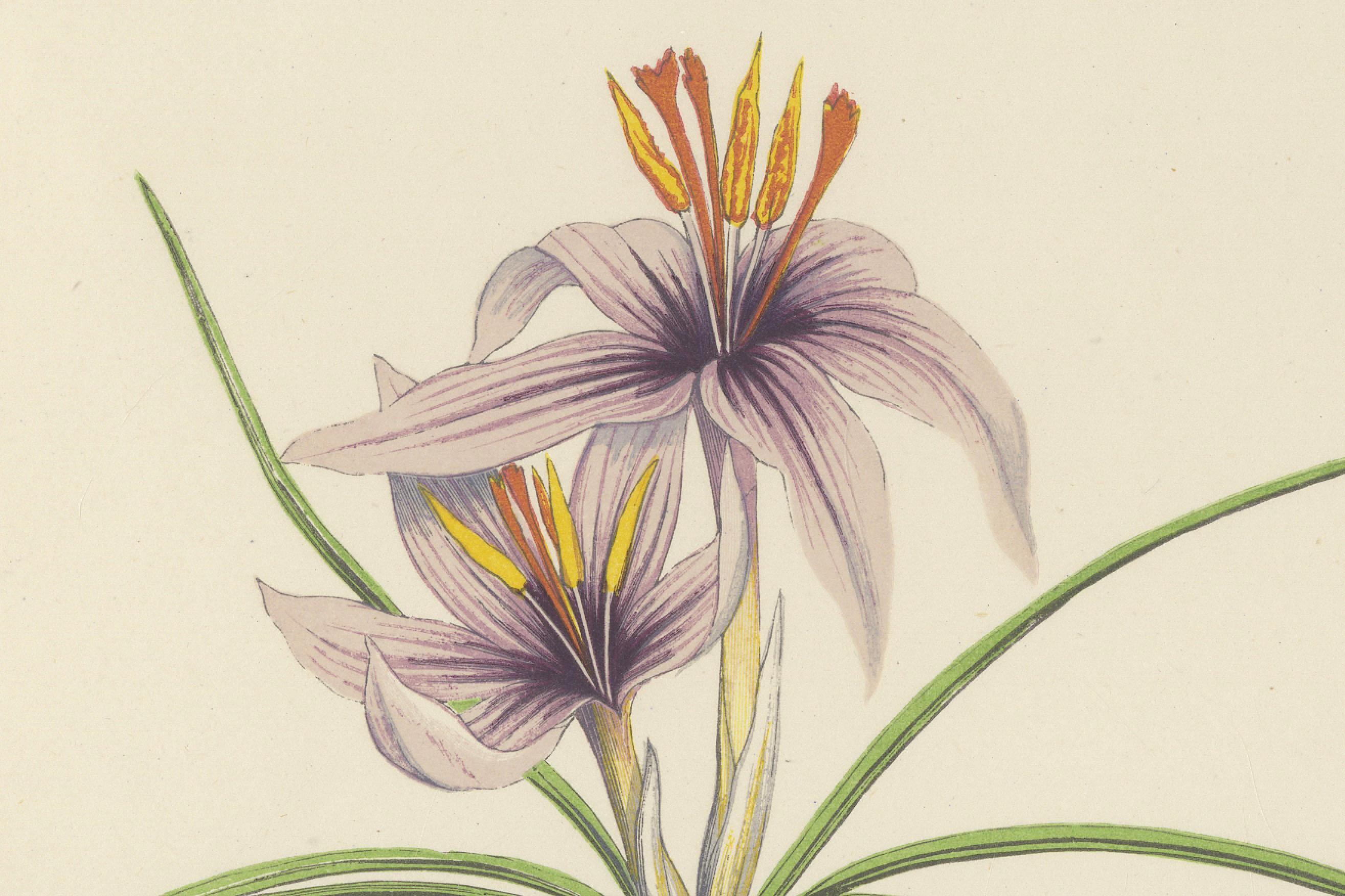 Moos Phlox und Griechischer Safran Krokus handkolorierter botanischer Druck 1874 (Spätes 19. Jahrhundert) im Angebot