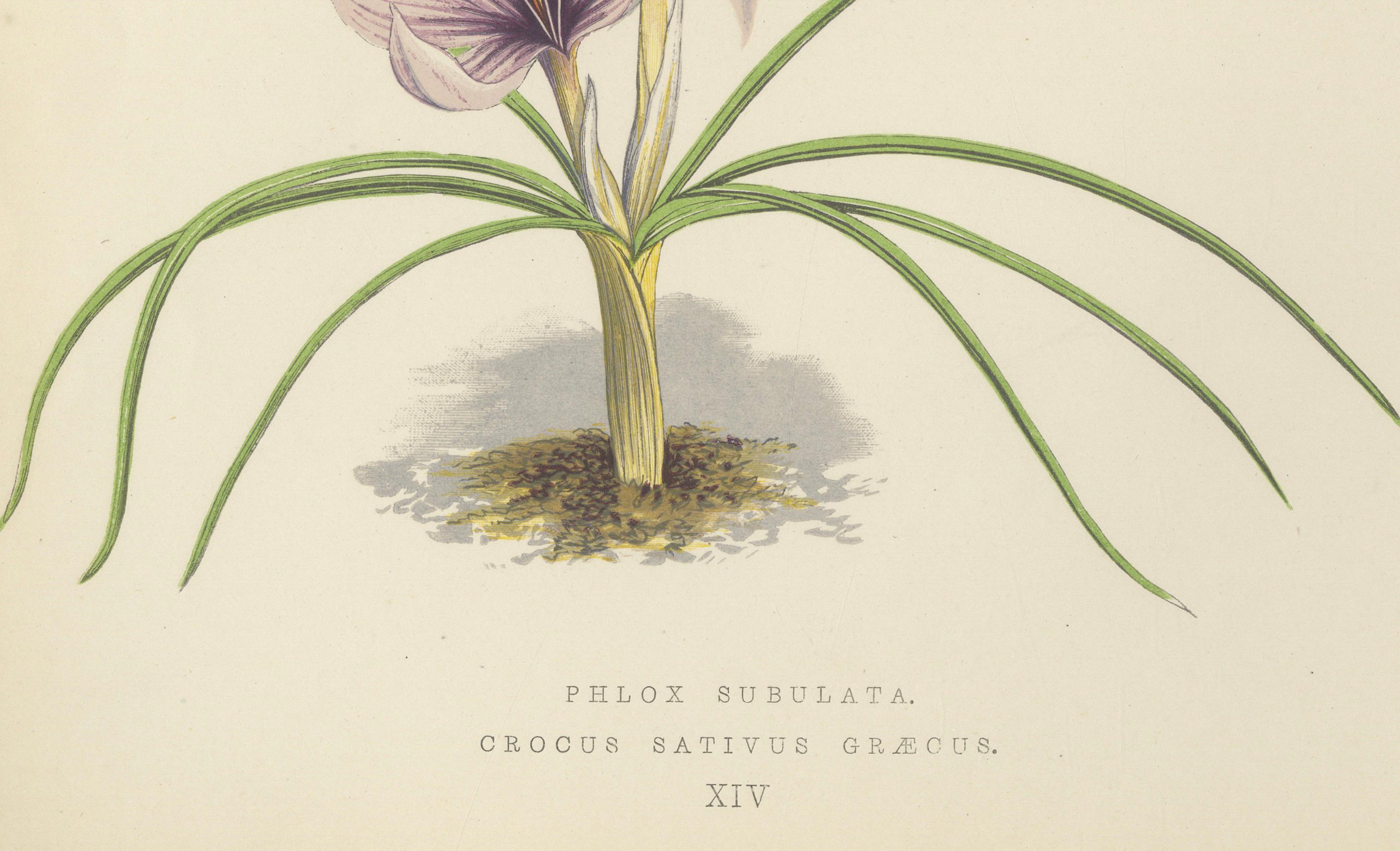 Moos Phlox und Griechischer Safran Krokus handkolorierter botanischer Druck 1874 (Papier) im Angebot