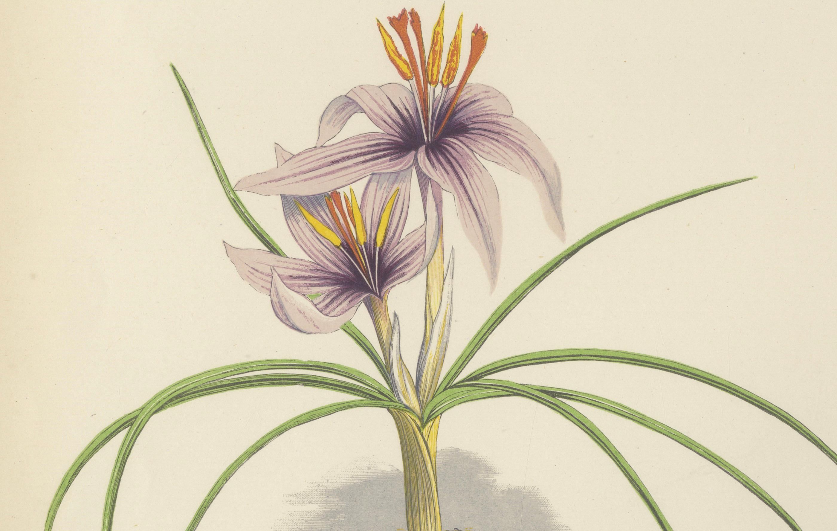 Moos Phlox und Griechischer Safran Krokus handkolorierter botanischer Druck 1874 im Angebot 1