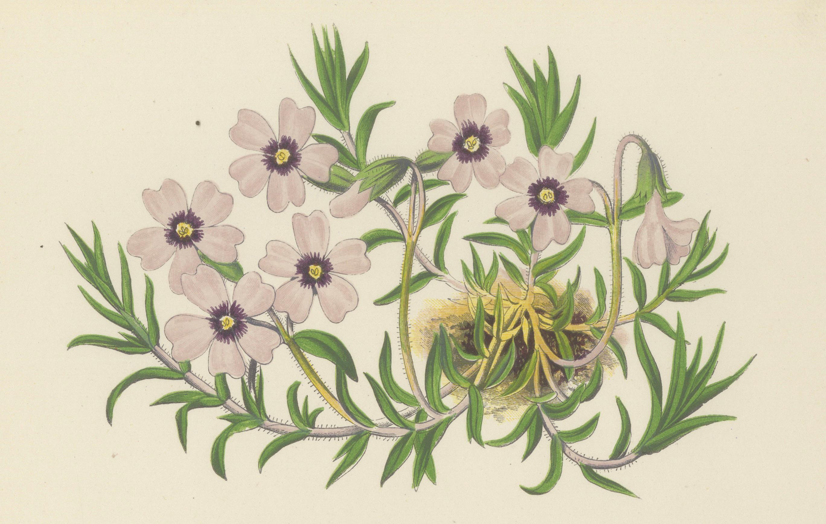 Moos Phlox und Griechischer Safran Krokus handkolorierter botanischer Druck 1874 im Angebot 2
