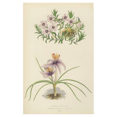 Moss Phlox and Greek Saffron Crocus hand coloured botanical print 1874