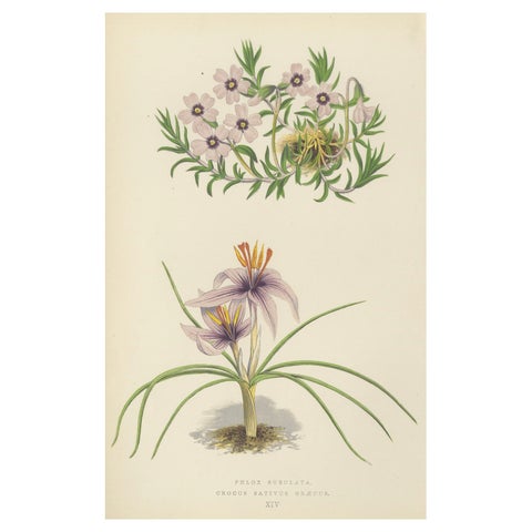 Moss Phlox and Greek Saffron Crocus hand coloured botanical print 1874