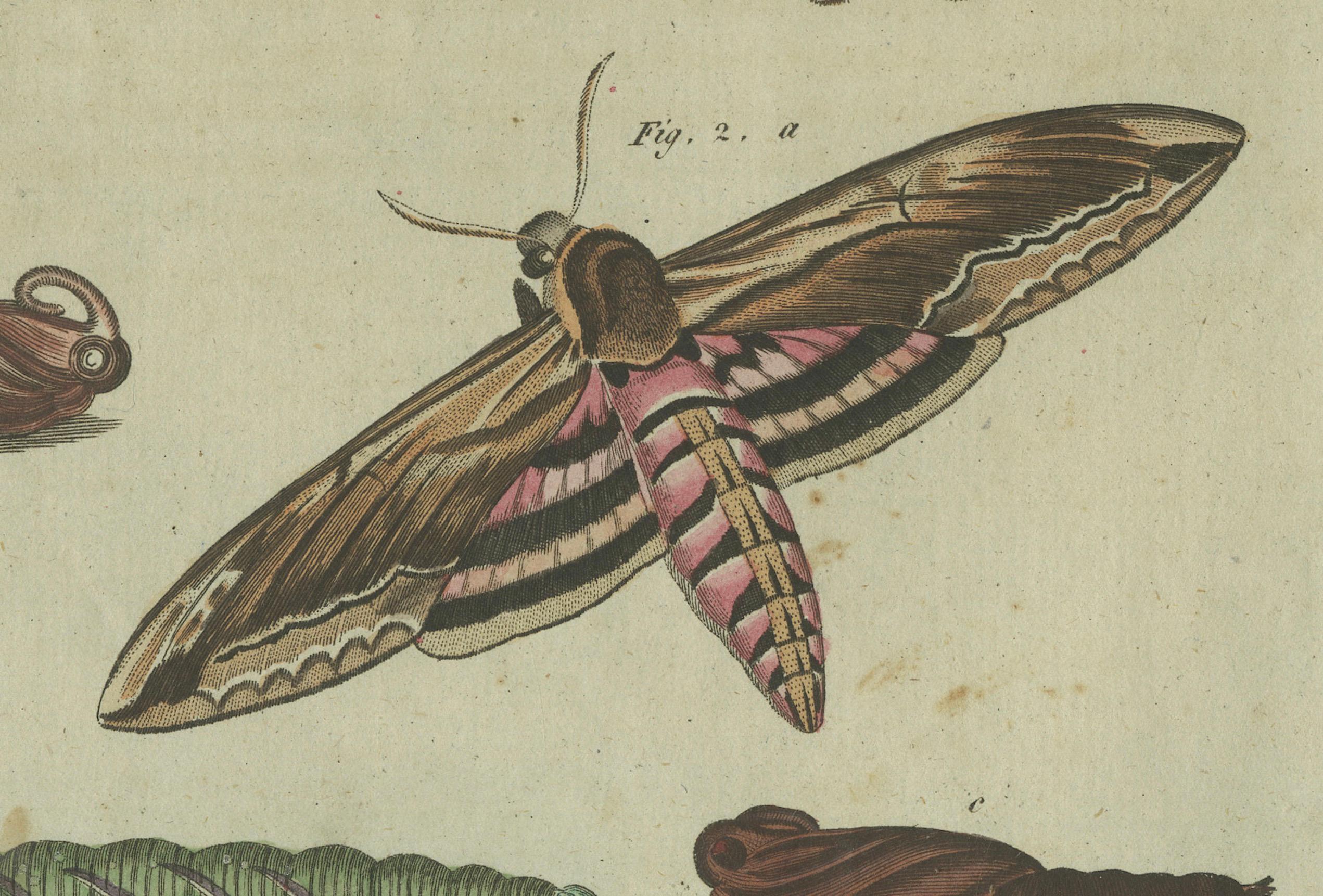 Moth Life Cycle: Handkolorierte Gravur aus Bertuchs Encyclopedia, 1805 (Graviert) im Angebot