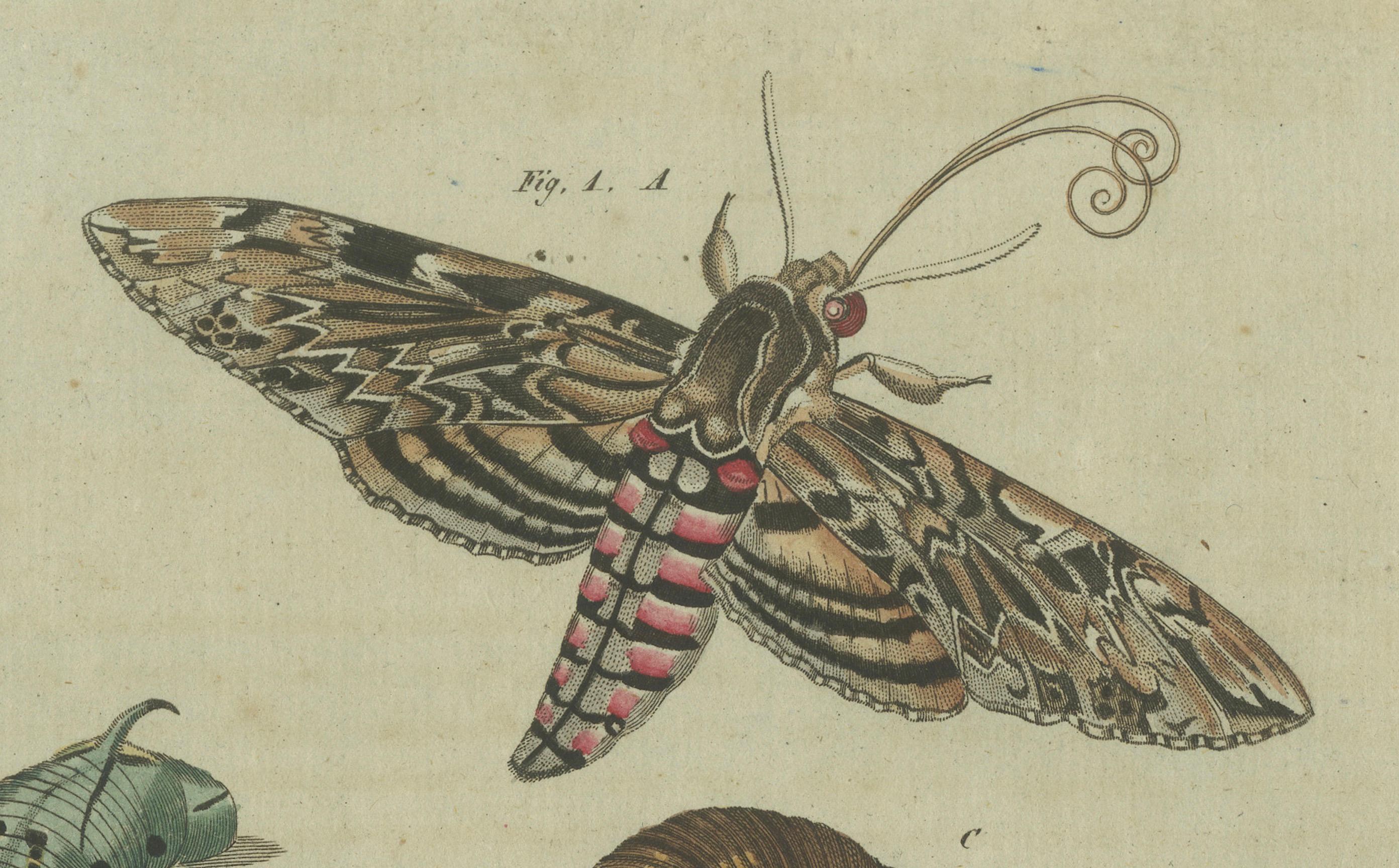 Moth Life Cycle: Handkolorierte Gravur aus Bertuchs Encyclopedia, 1805 im Zustand „Gut“ im Angebot in Langweer, NL