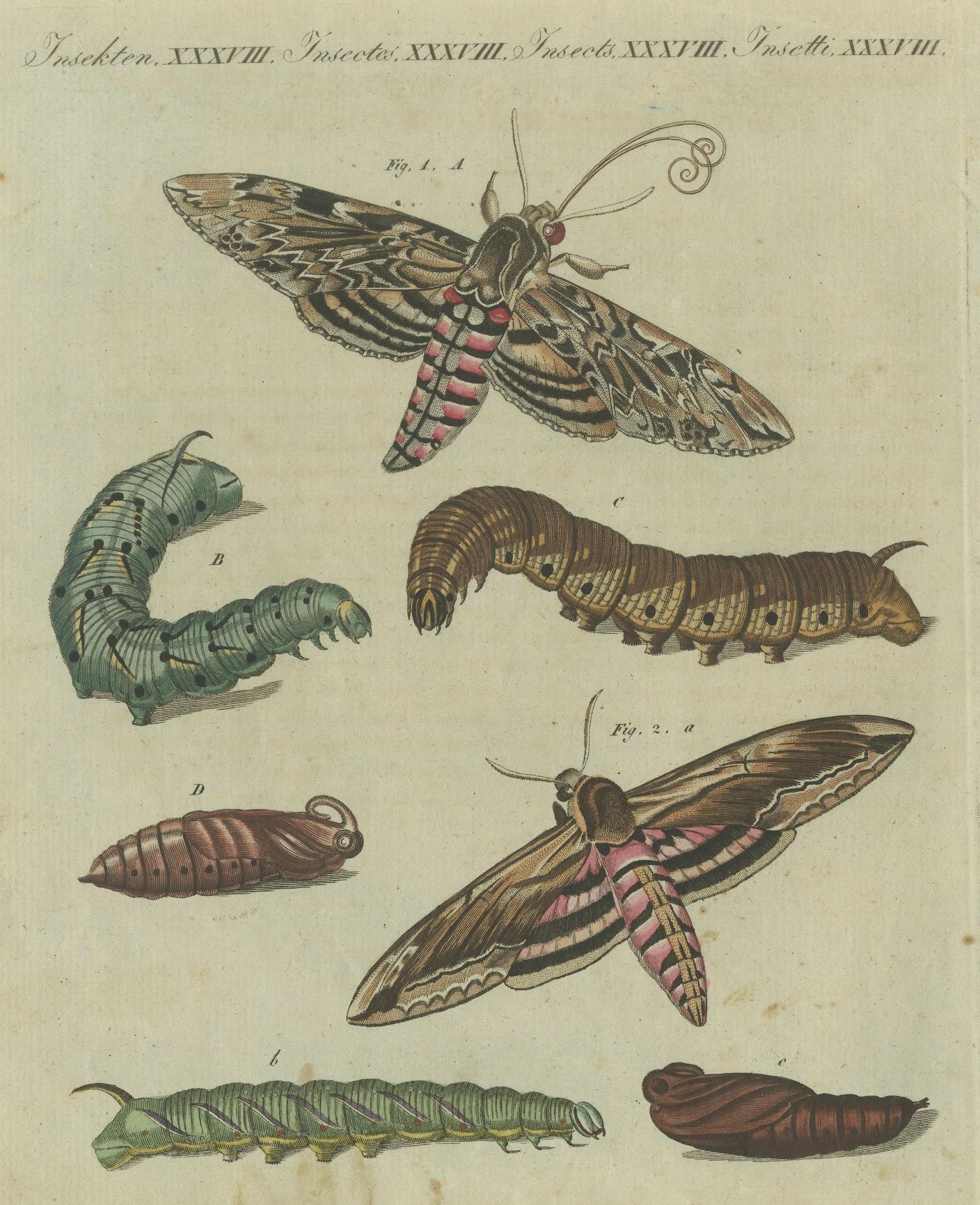 Moth Life Cycle: Handkolorierte Gravur aus Bertuchs Encyclopedia, 1805 (Papier) im Angebot