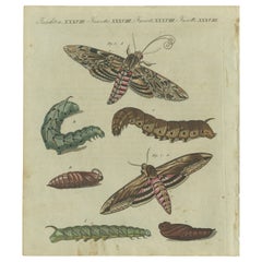 Antique Moth Life Cycle: Handcolored Engraving from Bertuch's Encyclopedia, 1805