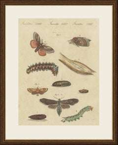 Moth Life Cycles with Caterpillars, Antique Bertuch Print, circa 1815