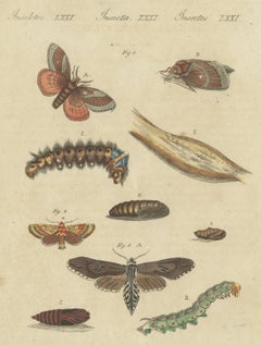Moth Life Cycles with Caterpillars, Antique Bertuch Print, circa 1815