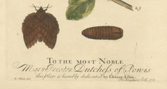 Moth Lifecycle and Host Plant, Engraved and Hand-Colored, 1713