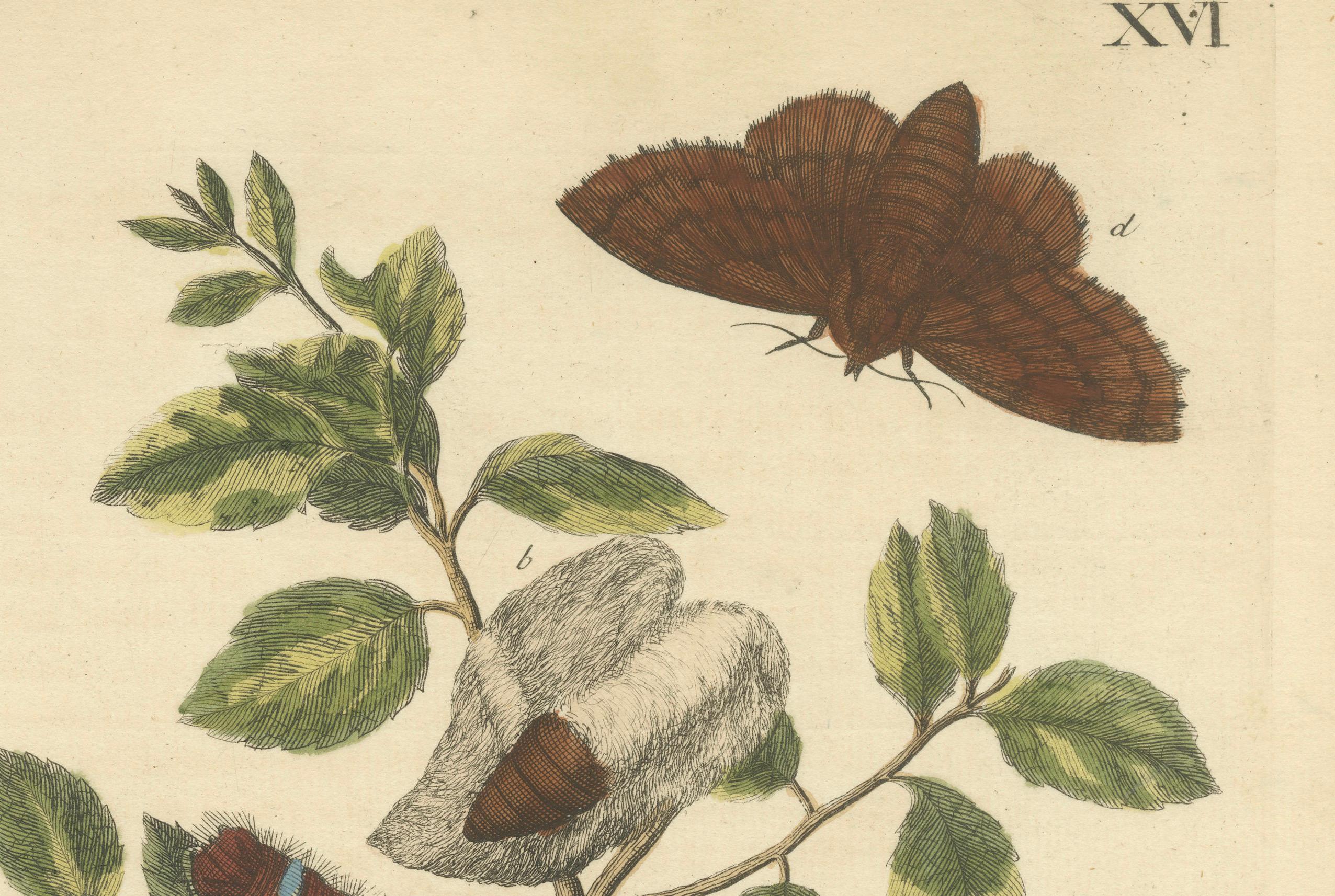 Early 18th Century Moth Lifecycle and Host Plant, Engraved and Hand-Colored, 1713 For Sale