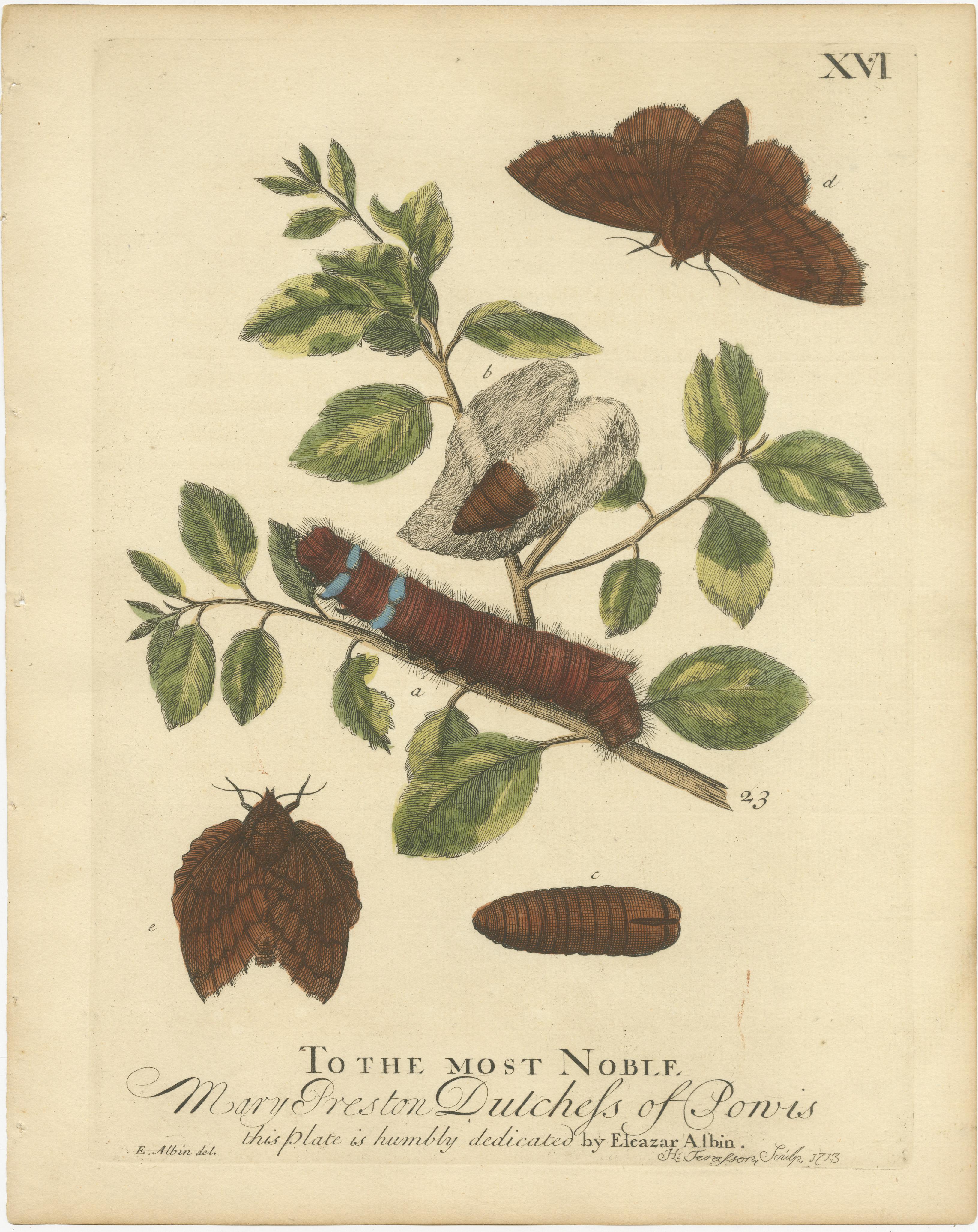 Paper Moth Lifecycle and Host Plant, Engraved and Hand-Colored, 1713 For Sale