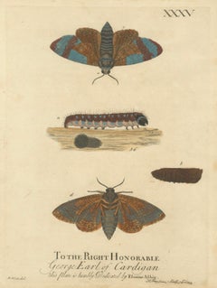 Moth Metamorphosis Dedicated to Earl of Cardigan, 1724