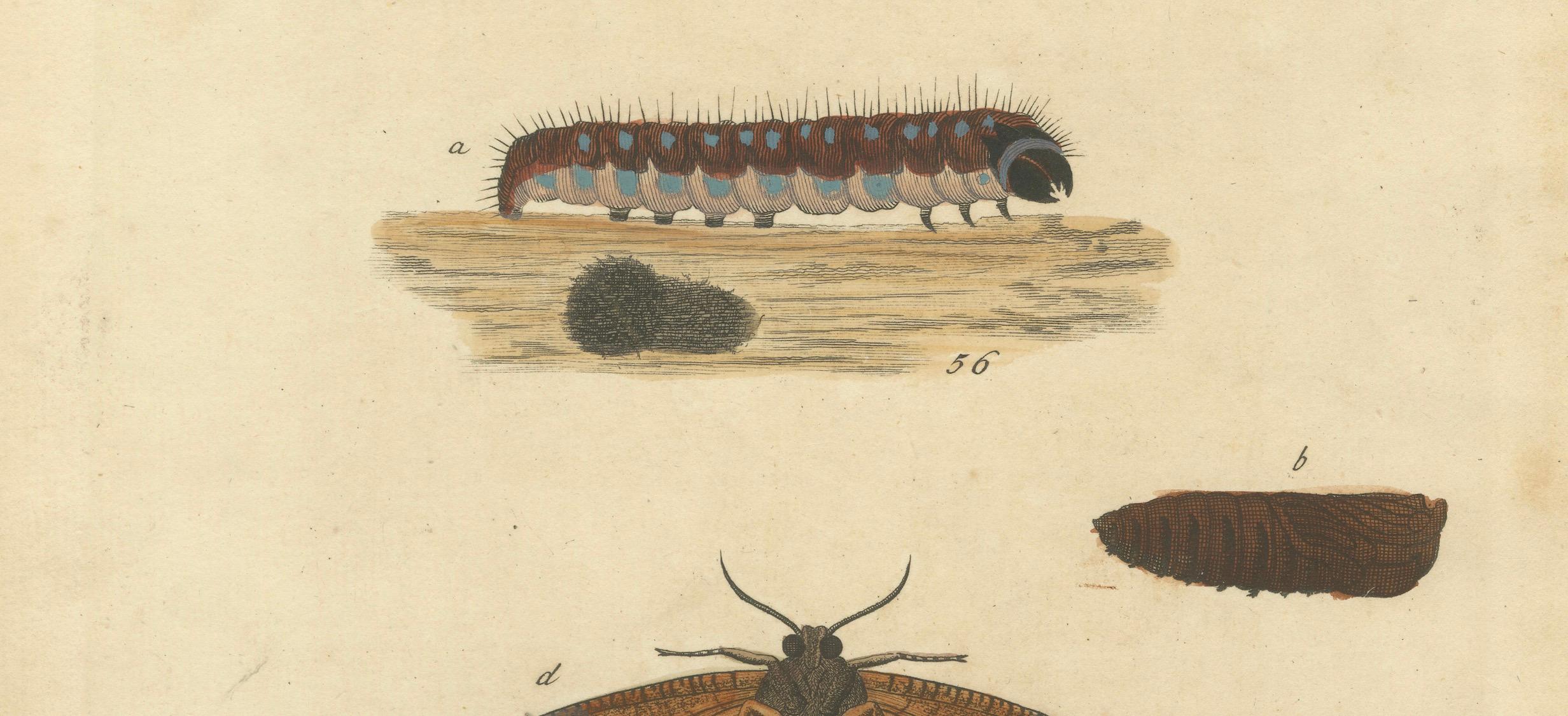 Moth Metamorphosis Dedicated to Earl of Cardigan, 1724 In Good Condition For Sale In Langweer, NL