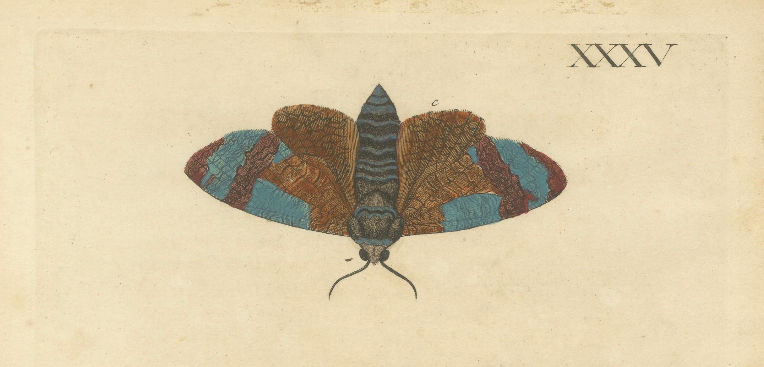 Early 18th Century Moth Metamorphosis Dedicated to Earl of Cardigan, 1724 For Sale