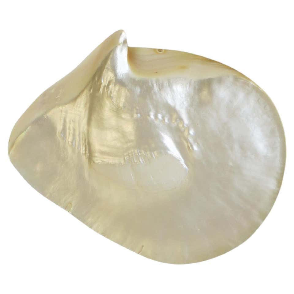 Mother-of-Pearl Seashells Sea Shells at 1stDibs | mother of pearl conch ...