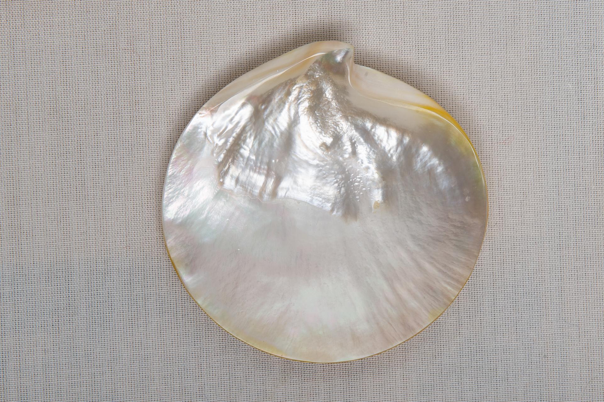 Other Mother of Pearl Seashell (Caviar)  Dishes