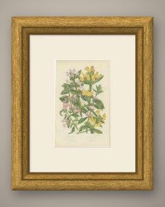 Motherwort and Hemp Nettle, Antique Herbal Plate by Anne Pratt, circa 1873