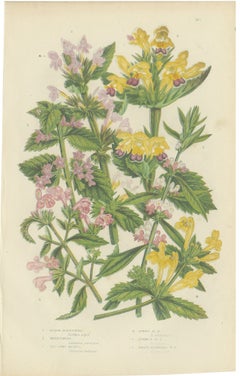 Motherwort and Hemp Nettle, Antique Herbal Plate by Anne Pratt, circa 1873