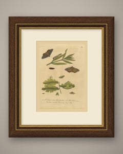 Moths and Caterpillars on a Narrow Leaved Sprig and Oak, Albin Plate 72, 1720