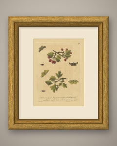 Moths and Caterpillars on Hawthorn with Red Haws, Albin Plate 95, 1720