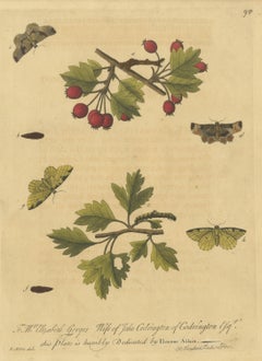 Moths and Caterpillars on Hawthorn with Red Haws, Albin Plate 95, 1720