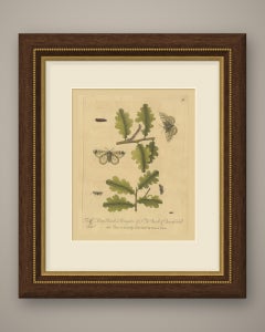 Moths and Caterpillars on Oak, Albin Antique Hand-Colored Plate 93, 1720