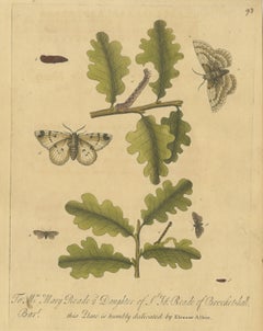 Moths and Caterpillars on Oak, Albin Antique Hand-Colored Plate 93, 1720