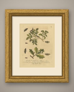 Moths on Rose and Oak, Albin Insect Plate 74 with Italian Dedication, 1720