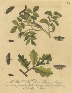 Moths on Rose and Oak, Albin Insect Plate 74 with Italian Dedication, 1720